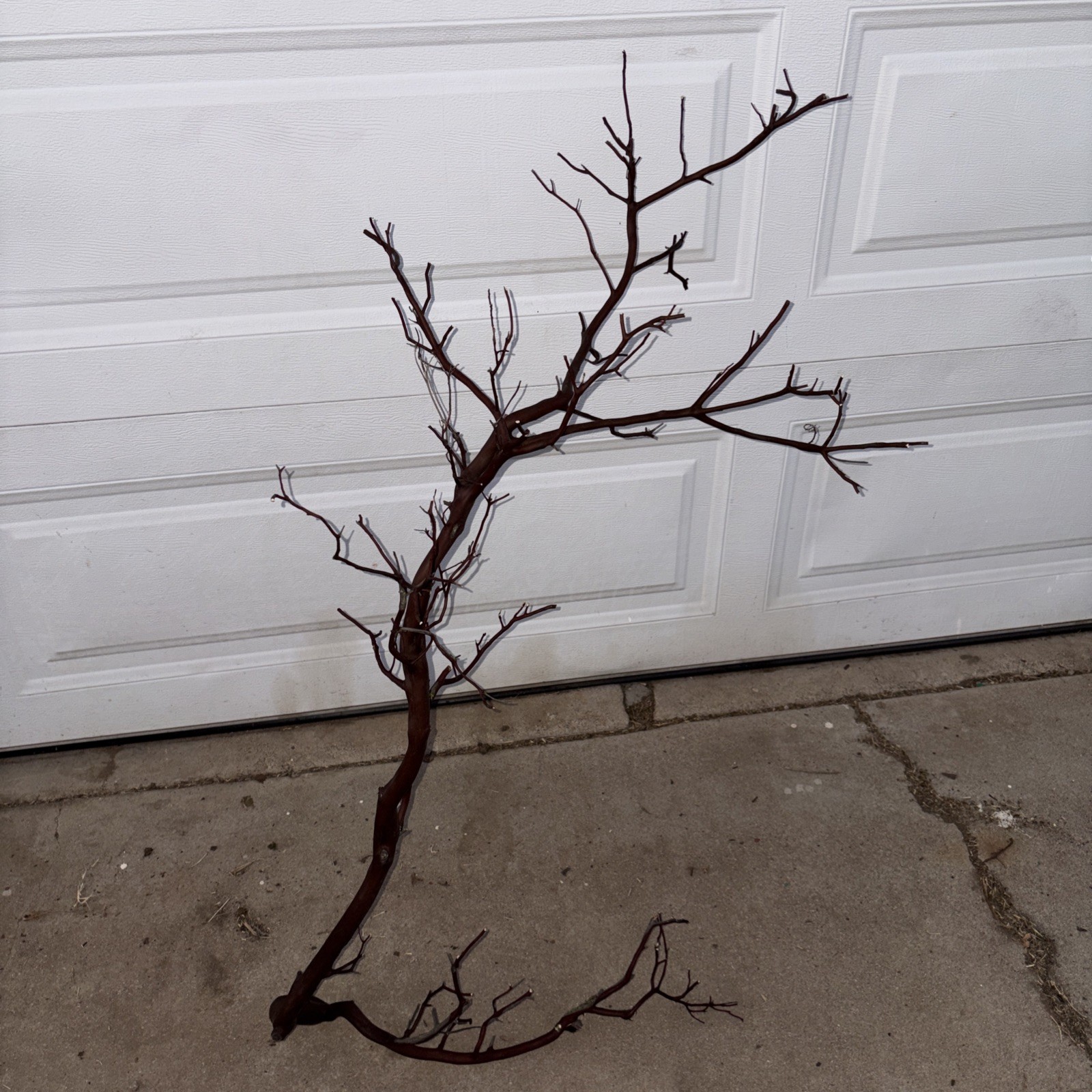 Red Manzanita Branch 3’ Tall. From Paso Robles , CA Ranch