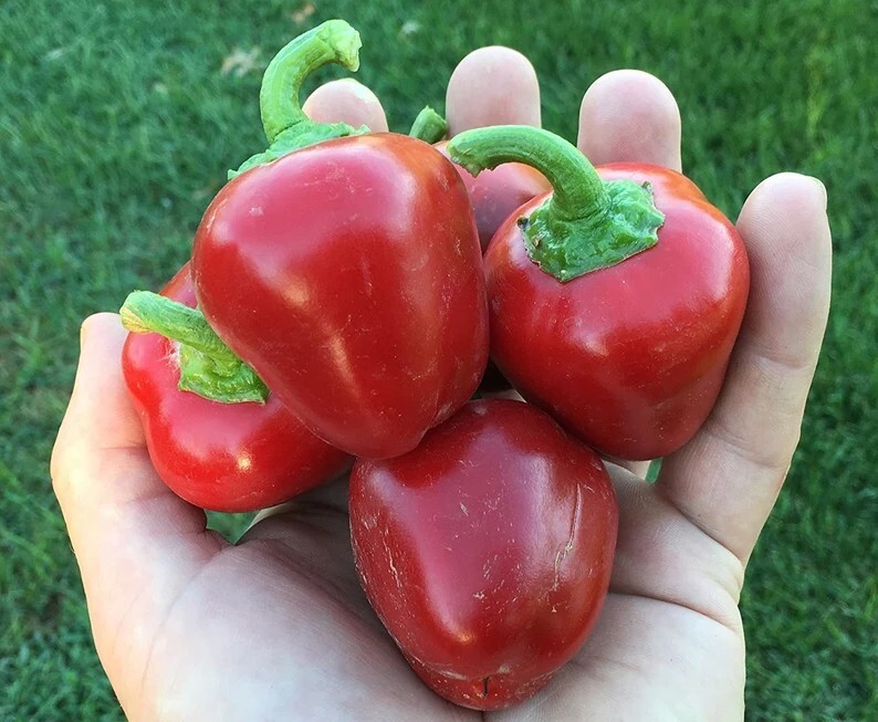 Pimento L Pimiento Cherry Stuffing Heirloom Pepper Premium Seed Packet + More