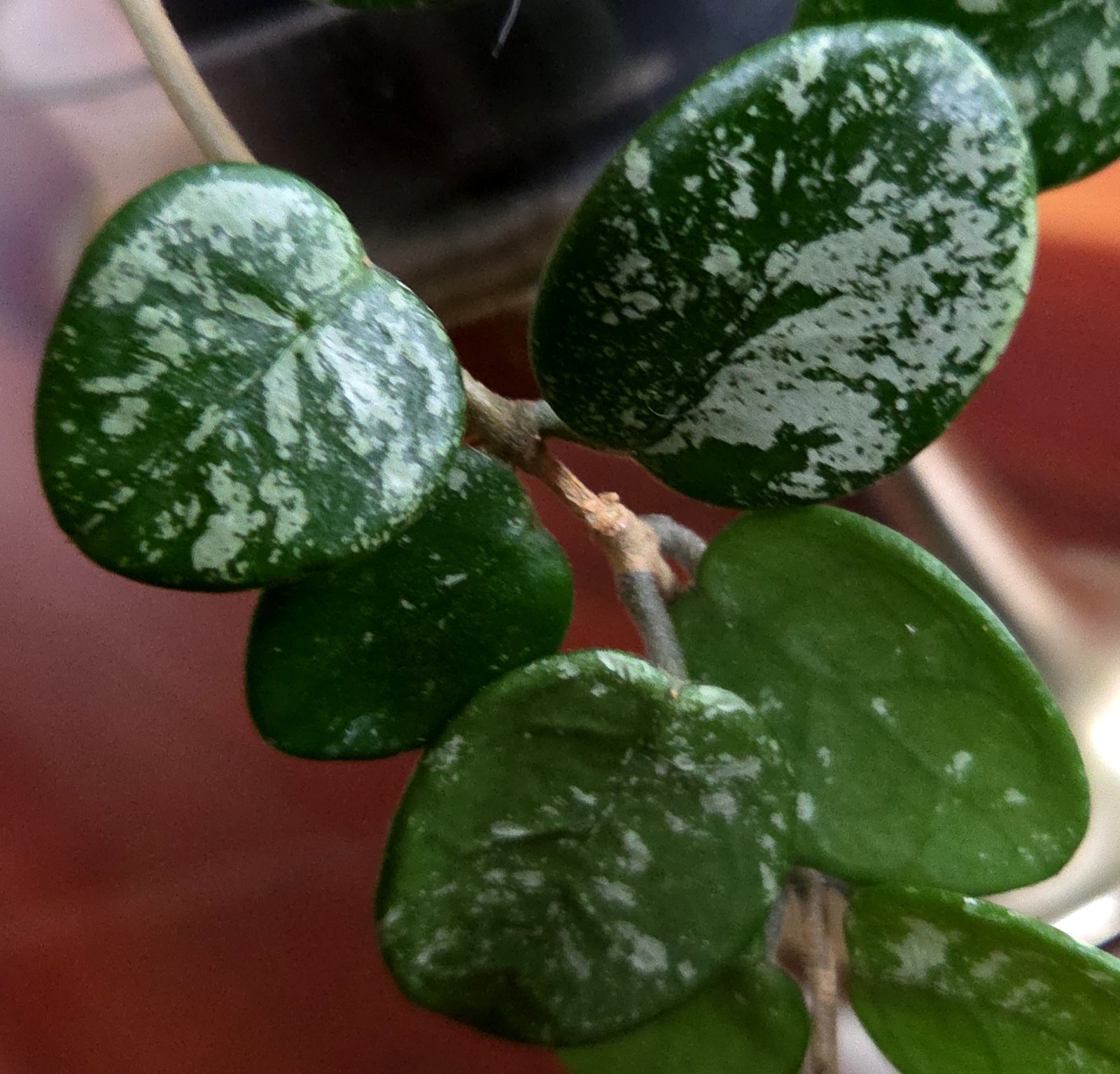 RARE Hoya Splashy Carnosa X Serpens 11″ Long No Monstera Philodendron Anthurium