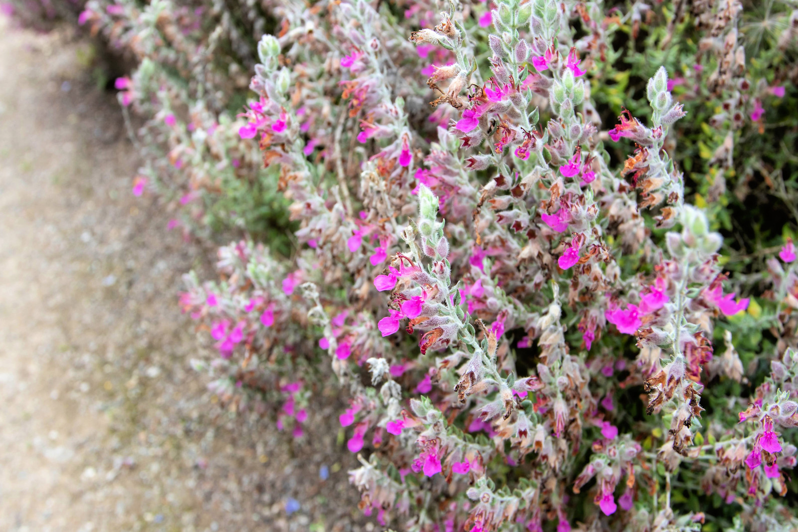20 CAT THYME Teucrium Marum Kitty Crack Mediterranean Germander Flower Herb Seed