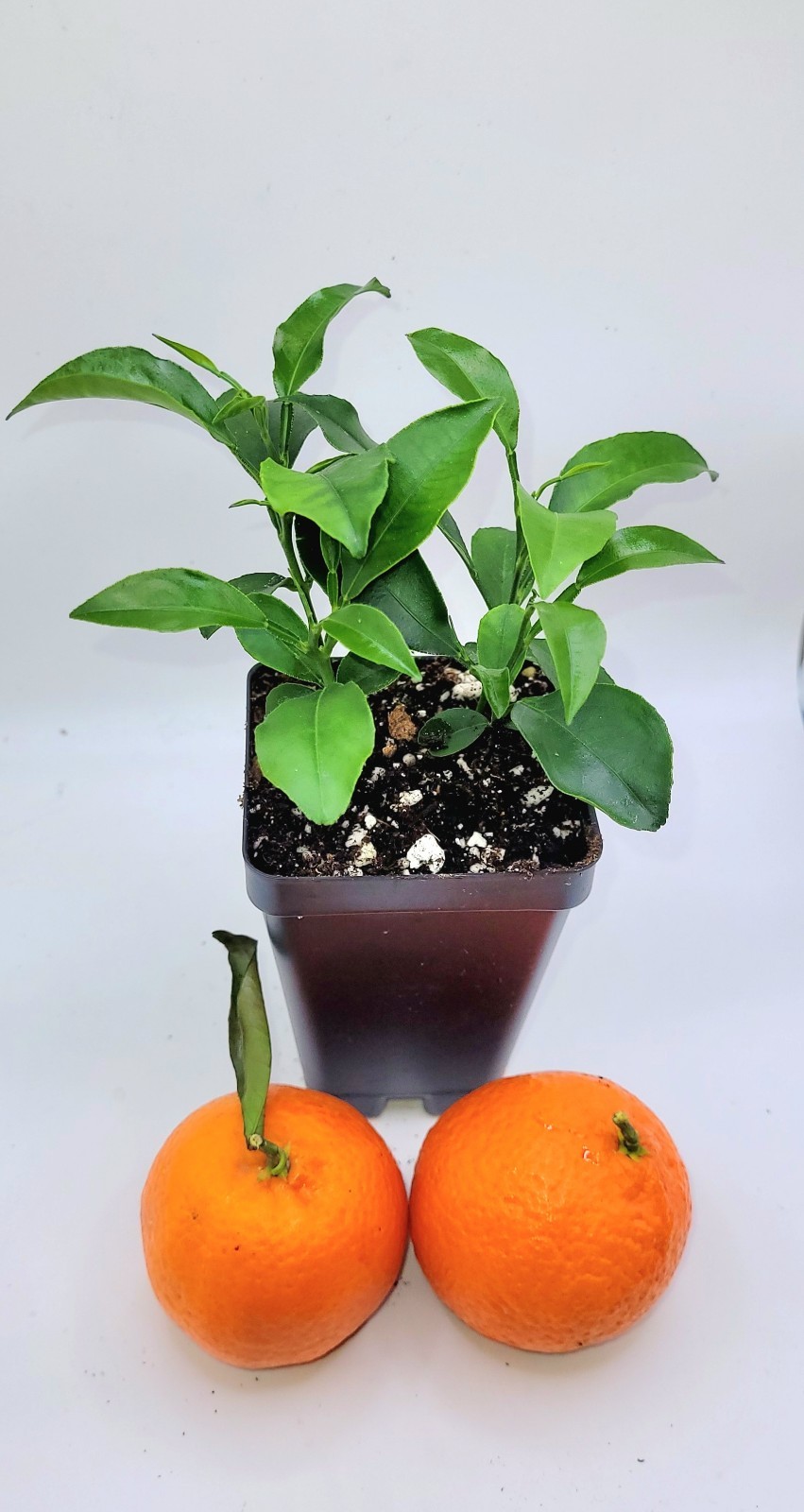 Set Of 4 Clementine Mandarin orange seedlings, 3-5 inches tall