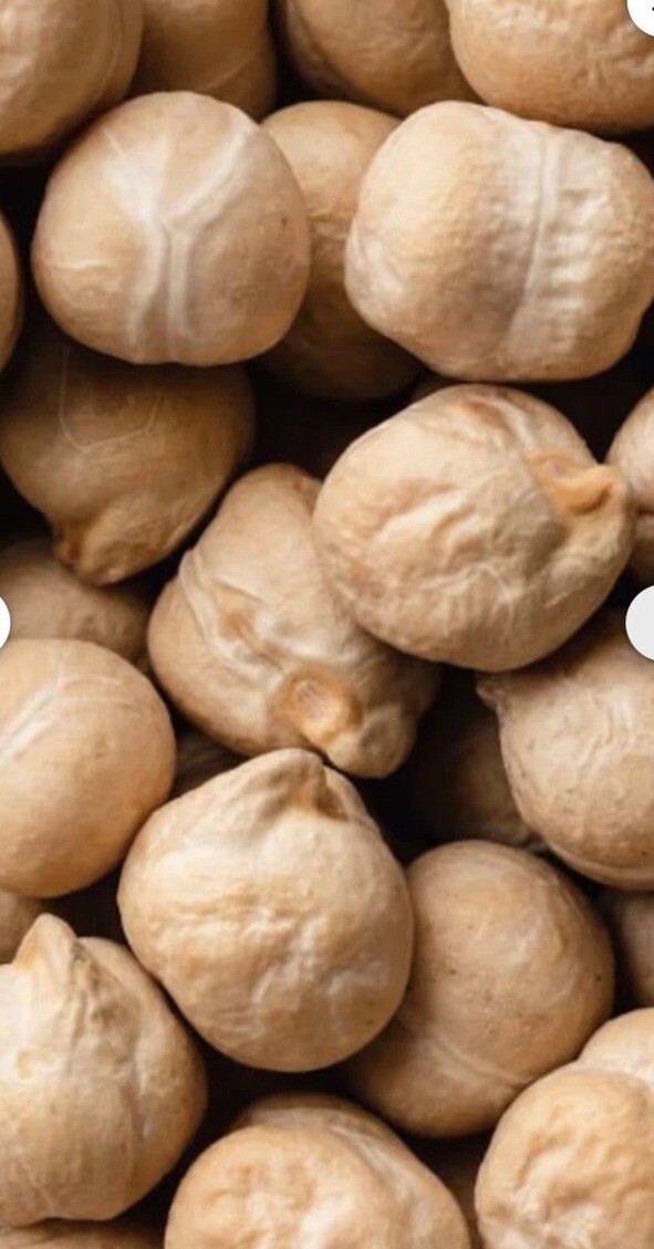 50 Chick PEA / GARBANZO BEAN Chickpea Cicer Arientum Vegetable Seeds Heirloom