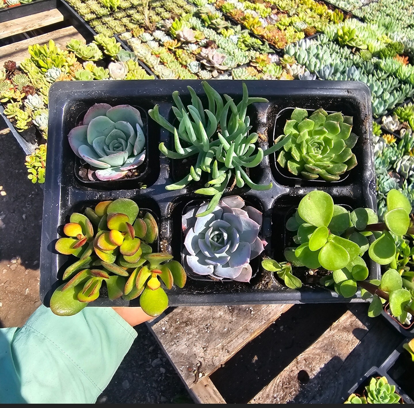 Succulents Assorted 6 Pcs Bundle In 2 Inches Pot