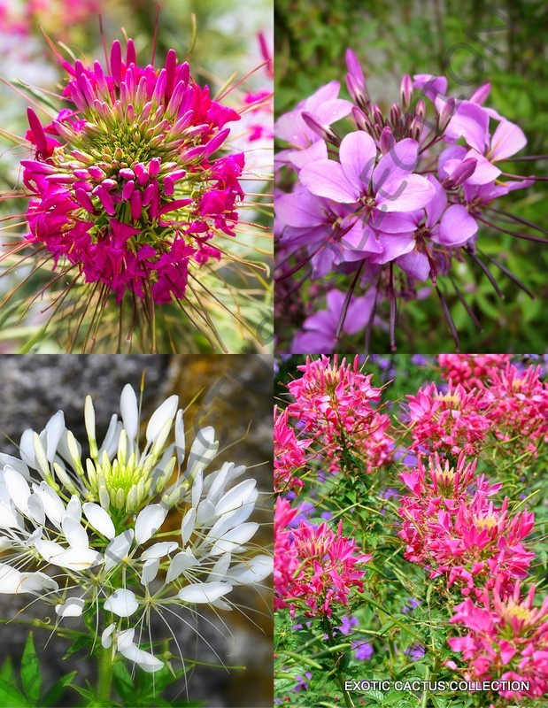 CLEOME HASSLERIANA spiny spider flower pink queen exotic flowering seed 20 seeds