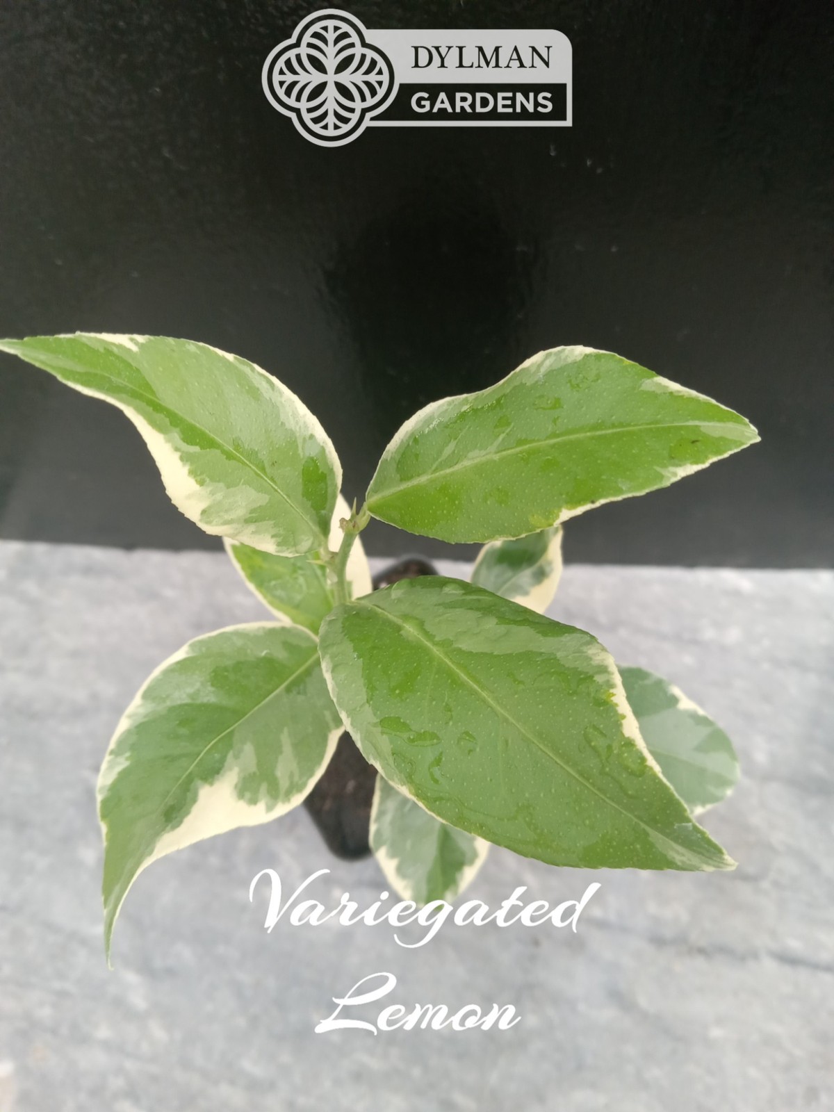 Pink Lemonade Eureka Lemon Tree (Citrus limon ‘Variegated Pink’) Multiple Sizes
