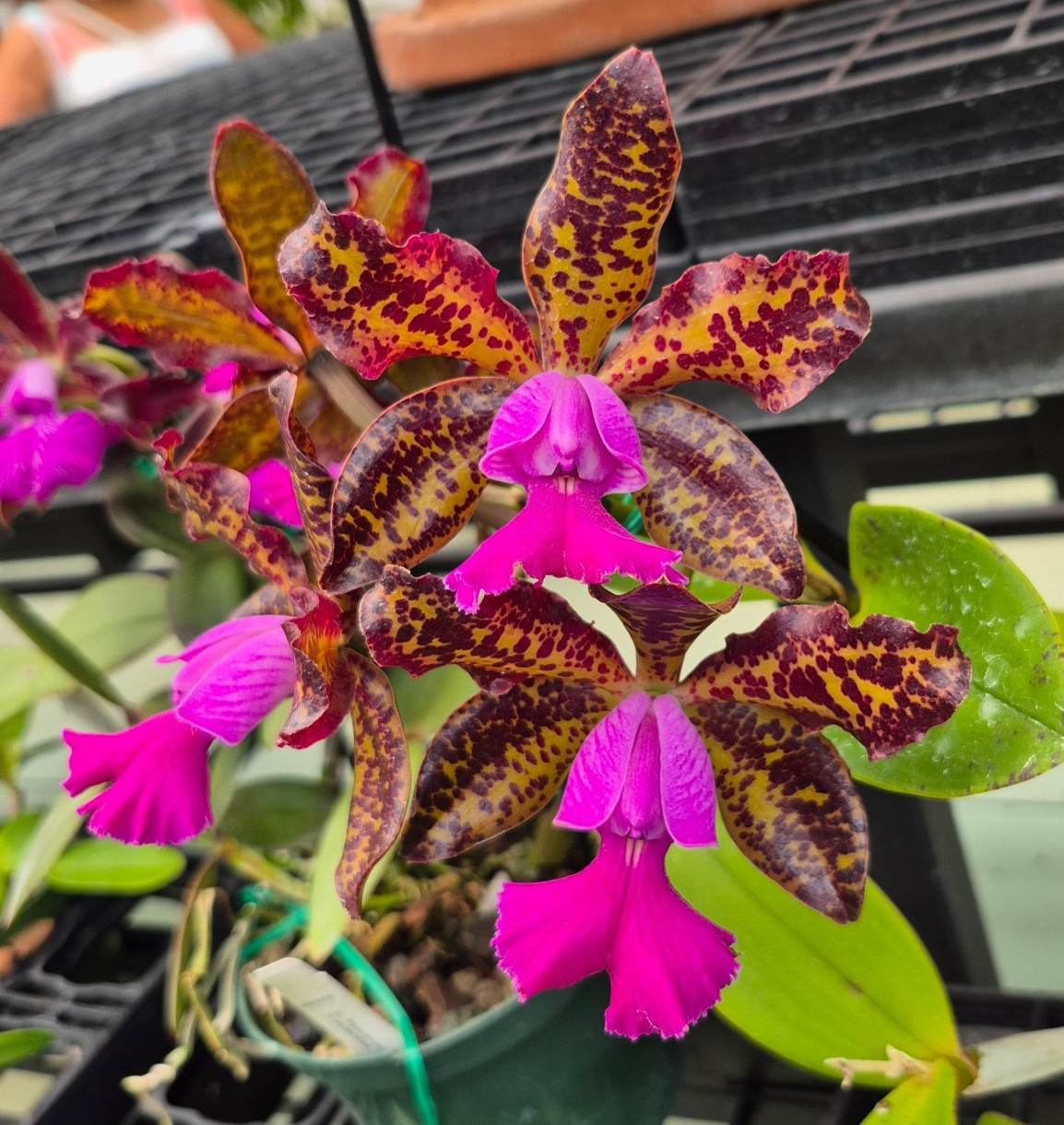 Cattleya Krulls Leopard incredible hybrid premium parents nice LRG BS plants!!!
