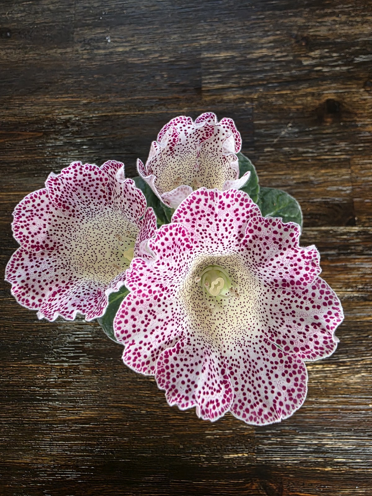 Gloxinia Leaf Cutting . $12