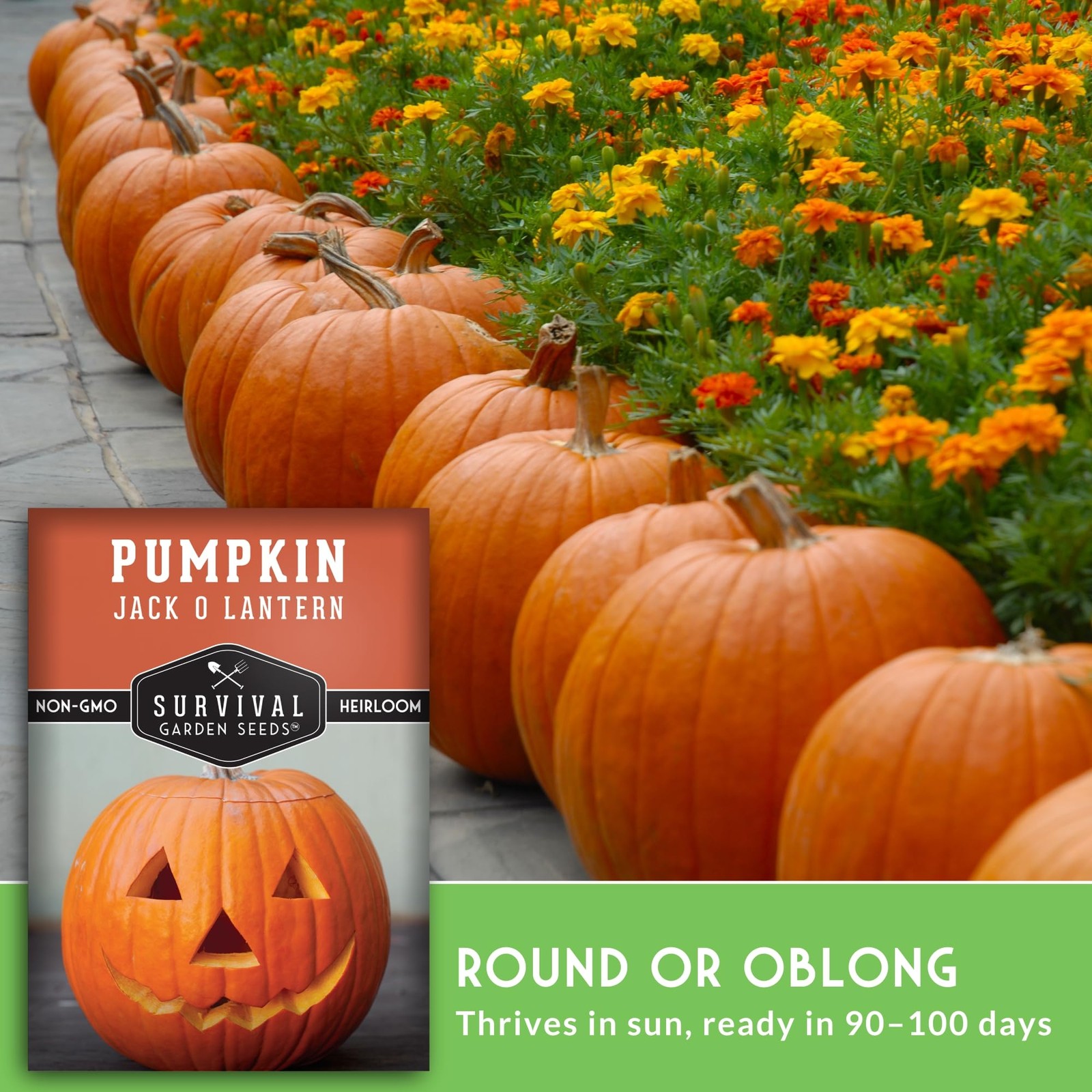 Jack O’ Lantern Pumpkin Seeds for Planting | Heirloom Carving Pumpkins Orange