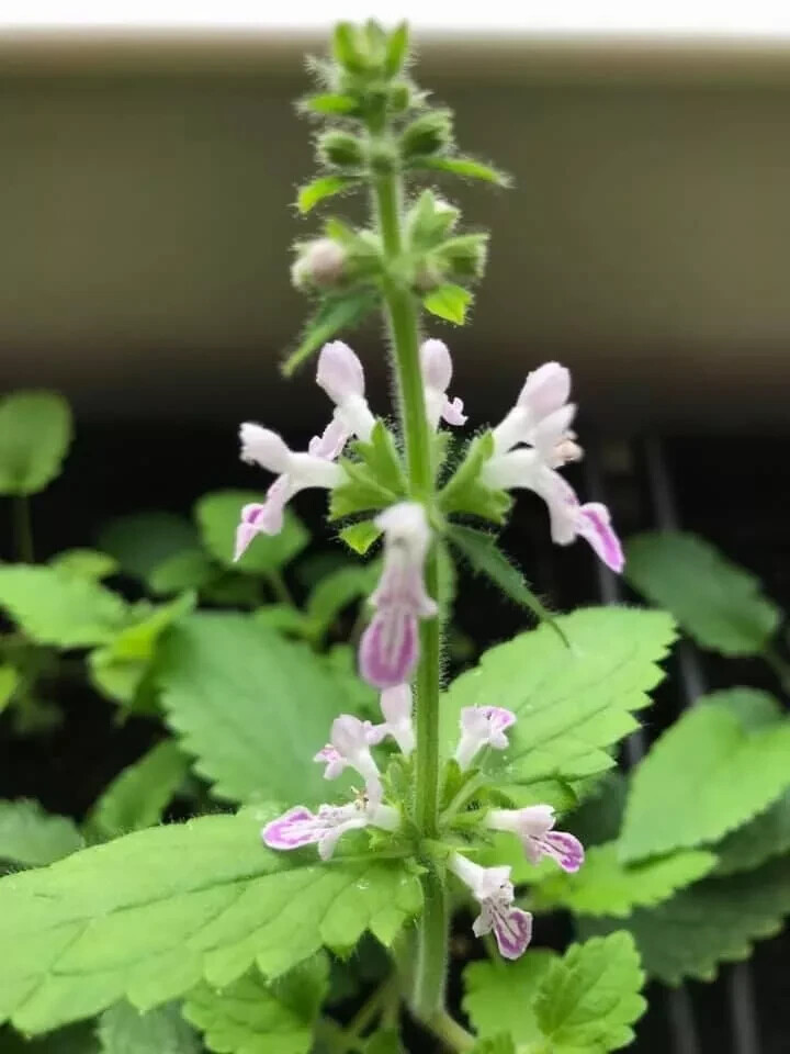 Chinese Artichoke/Stachys Affinis, Crosne – 3 Tubers may have seedlings – USA