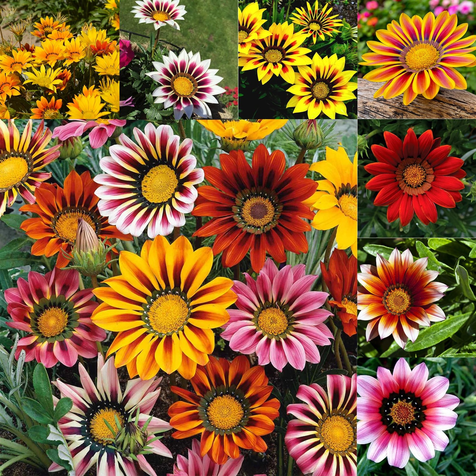 300 Perennial Mix Gazania Seeds Heat-Perennial Ground Cover Seeds-Drought Tolera
