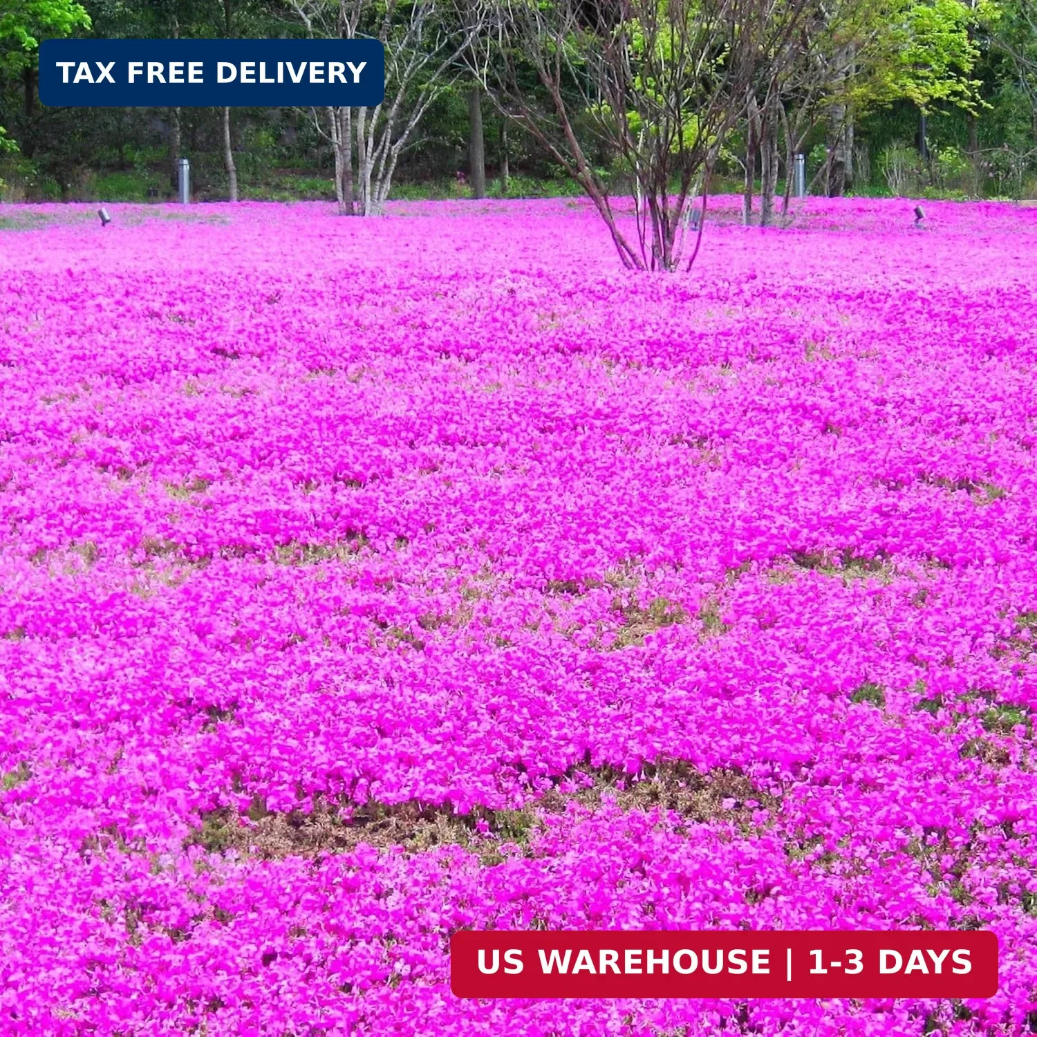 CarpetC 1000+ Creeping Phlox Seeds for Planting, Ground Cover Purple Flowers Sta