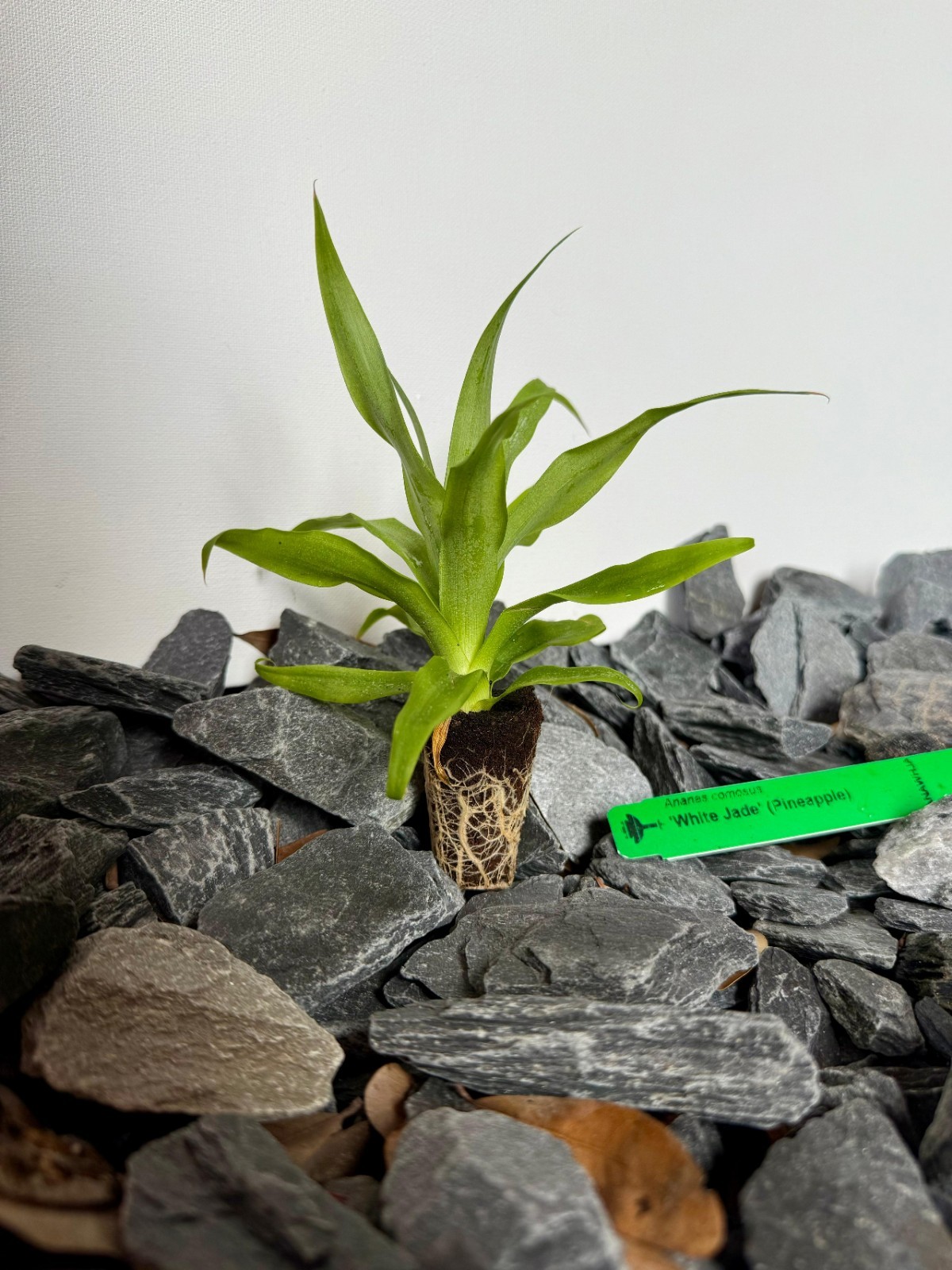 Pineapple ‘White Jade’ Ananas cosmosus Plug/Seedling