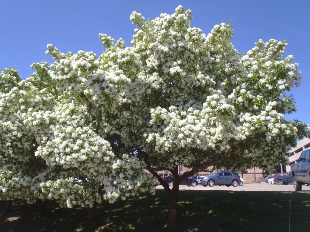 Chinese Fringe Tree – 1 – 2 FT Tall – Grown in a Trade 1 Gallon Container