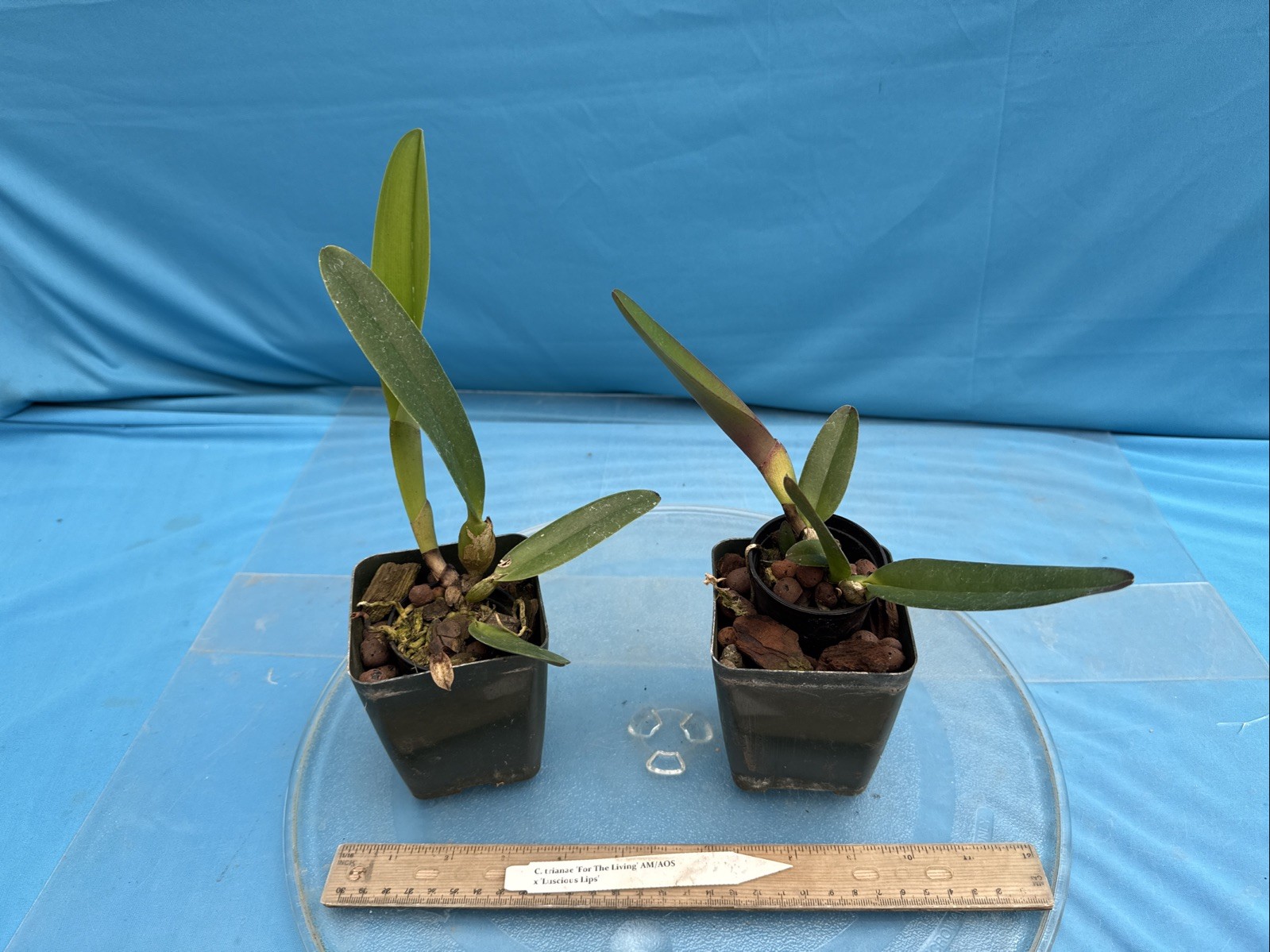 Cattleya trianae ‘For The Living’ AM X ‘Luscious Lips’ Orchid Eros Species 4” Pt