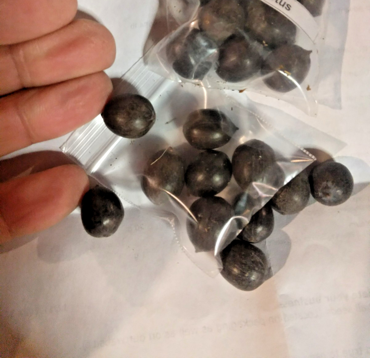 5 RED LOTUS SEEDS – Nelumbo Nucifera