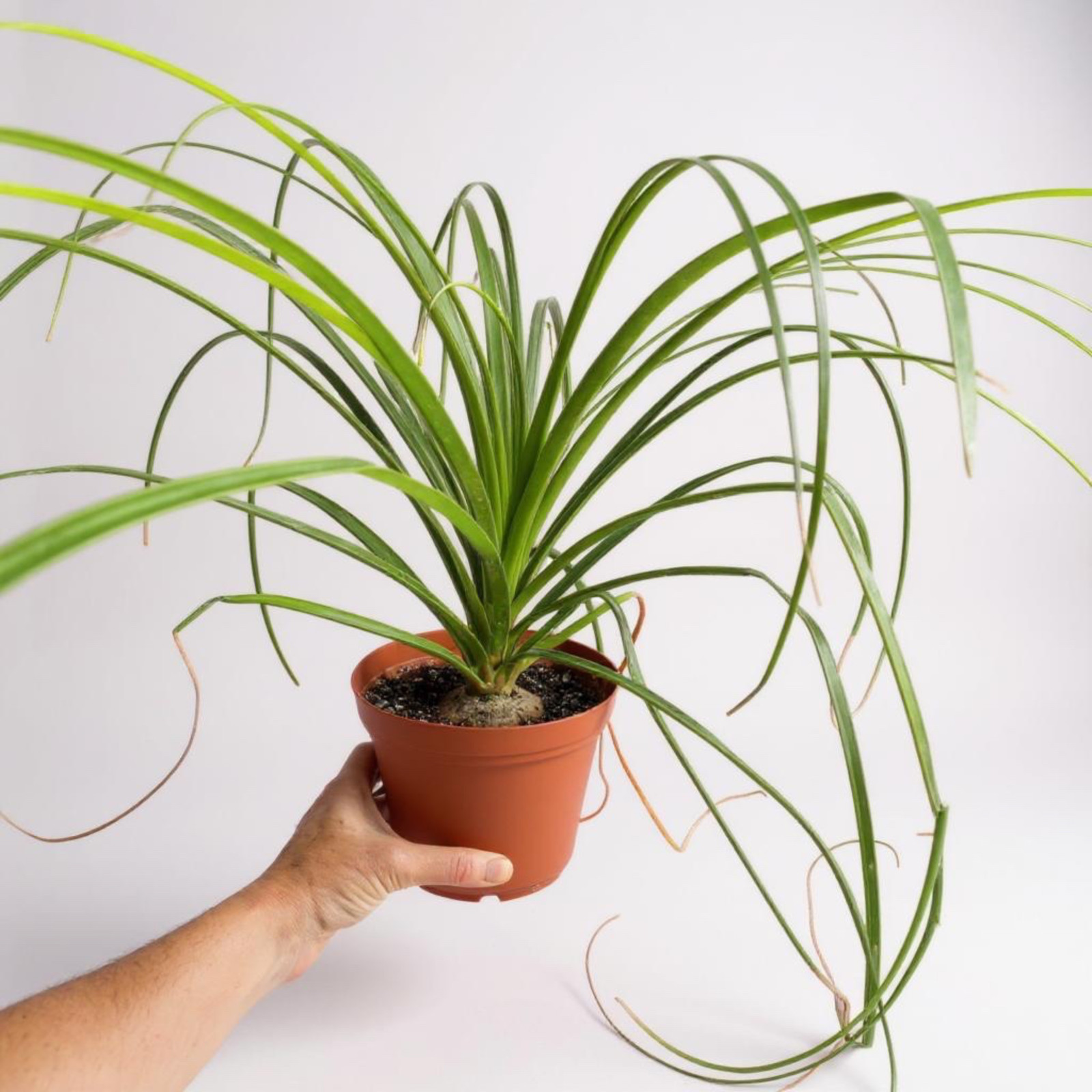 Ponytail Palm (Beaucarnea recurvata) | Elephant’s Foot Tree -Grown in California