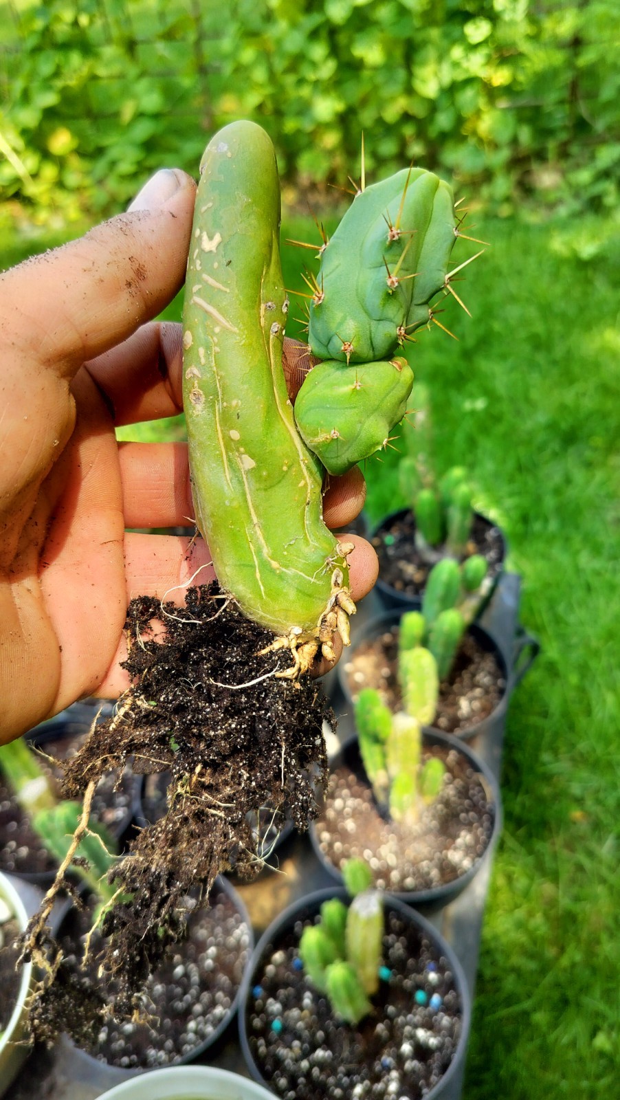 Sacred Cactus – Bridgesii TBM -Short Type- Fully Rooted ( Exact Cactus)