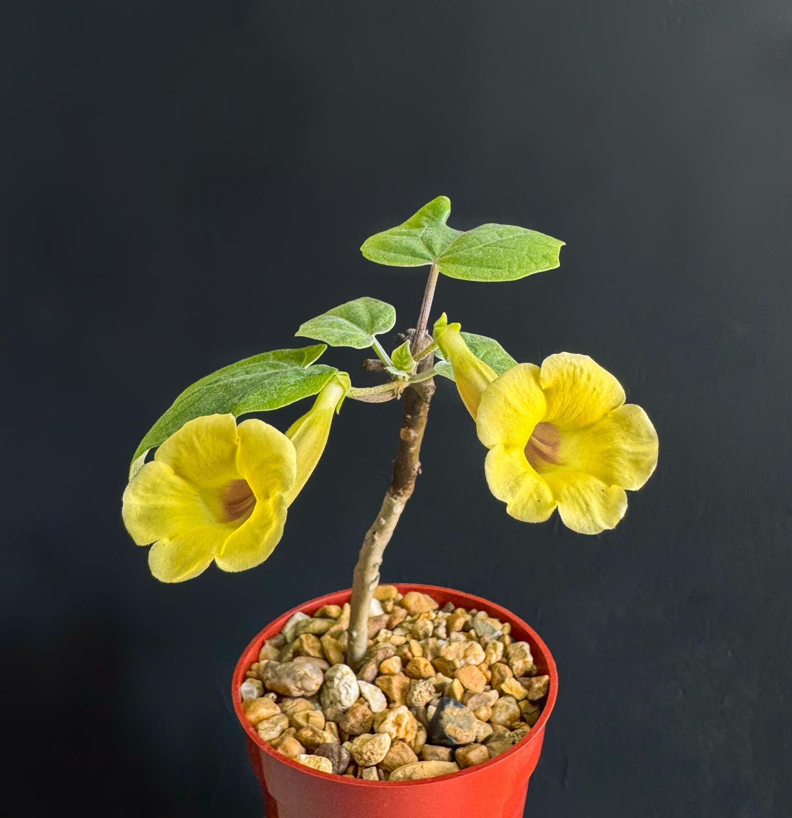 Uncarina Ankaranensis very rare madagascar flowering succulent caudex 4″ plant