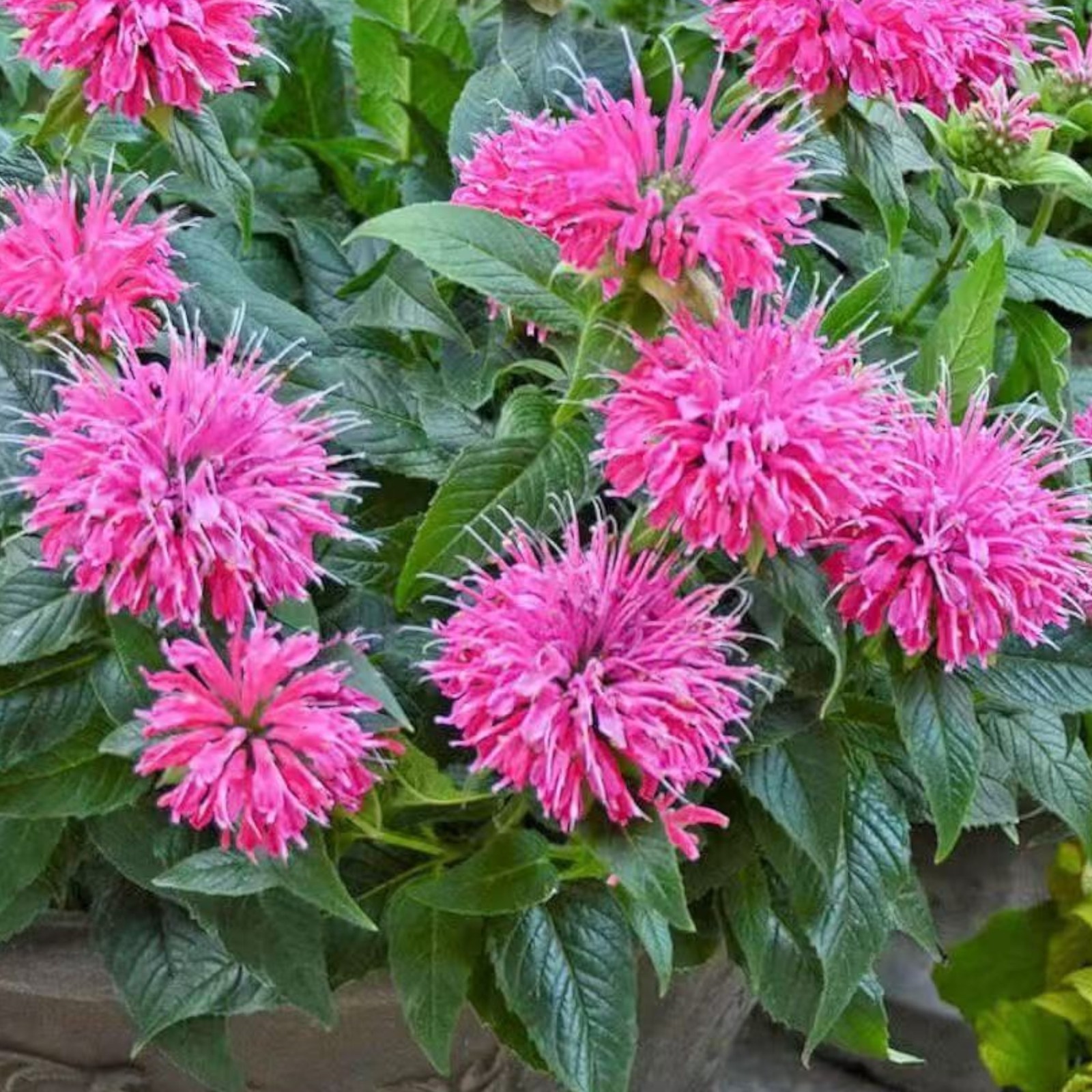 1000 Pink Bee Balm Seeds Monarda – Perennial Flower for Pollinators Zones 4–9
