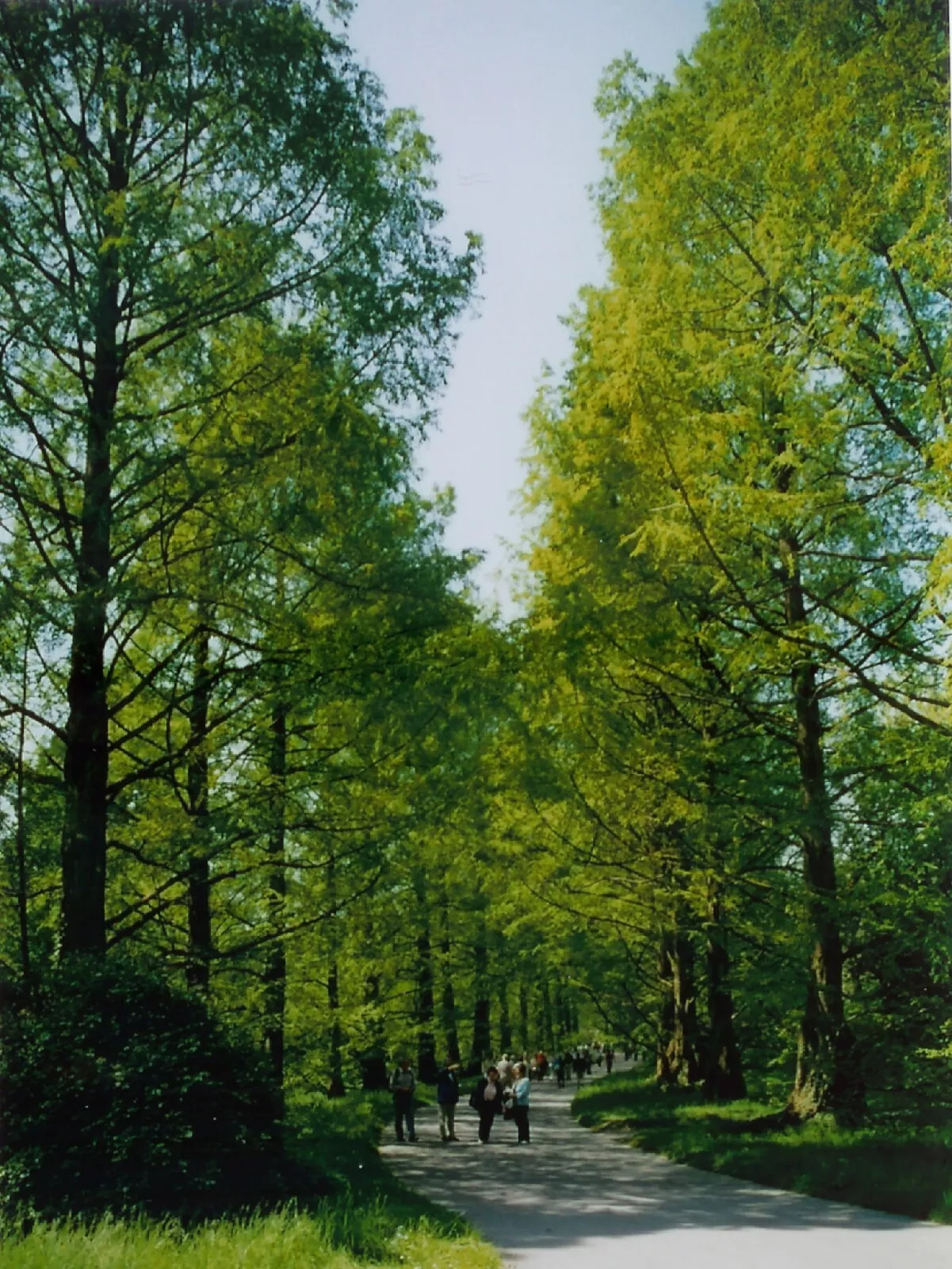 Dawn Redwood {Metasequoia glyptostroboides} Fast Growing 25+ SEEDS USA POST