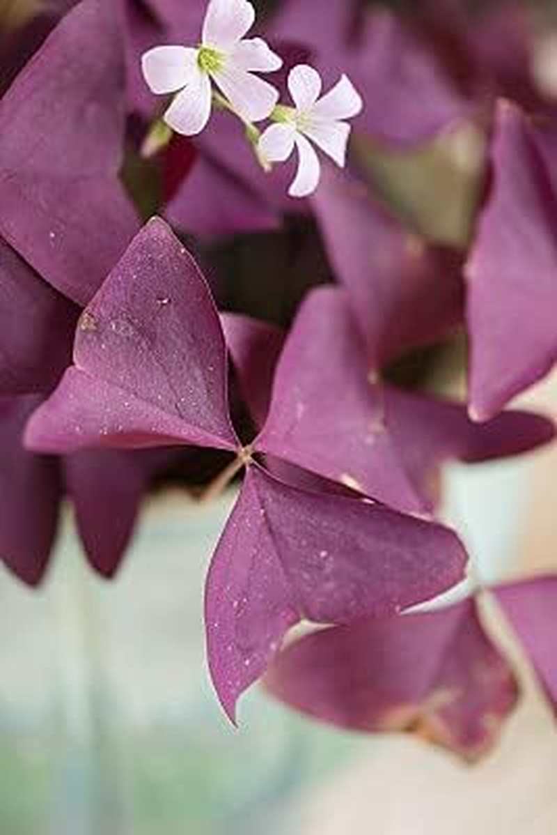 12PCS Purple Shamrocks Bulbs Good Luck Plant Purple Oxalis Bulbs for Planting Gr