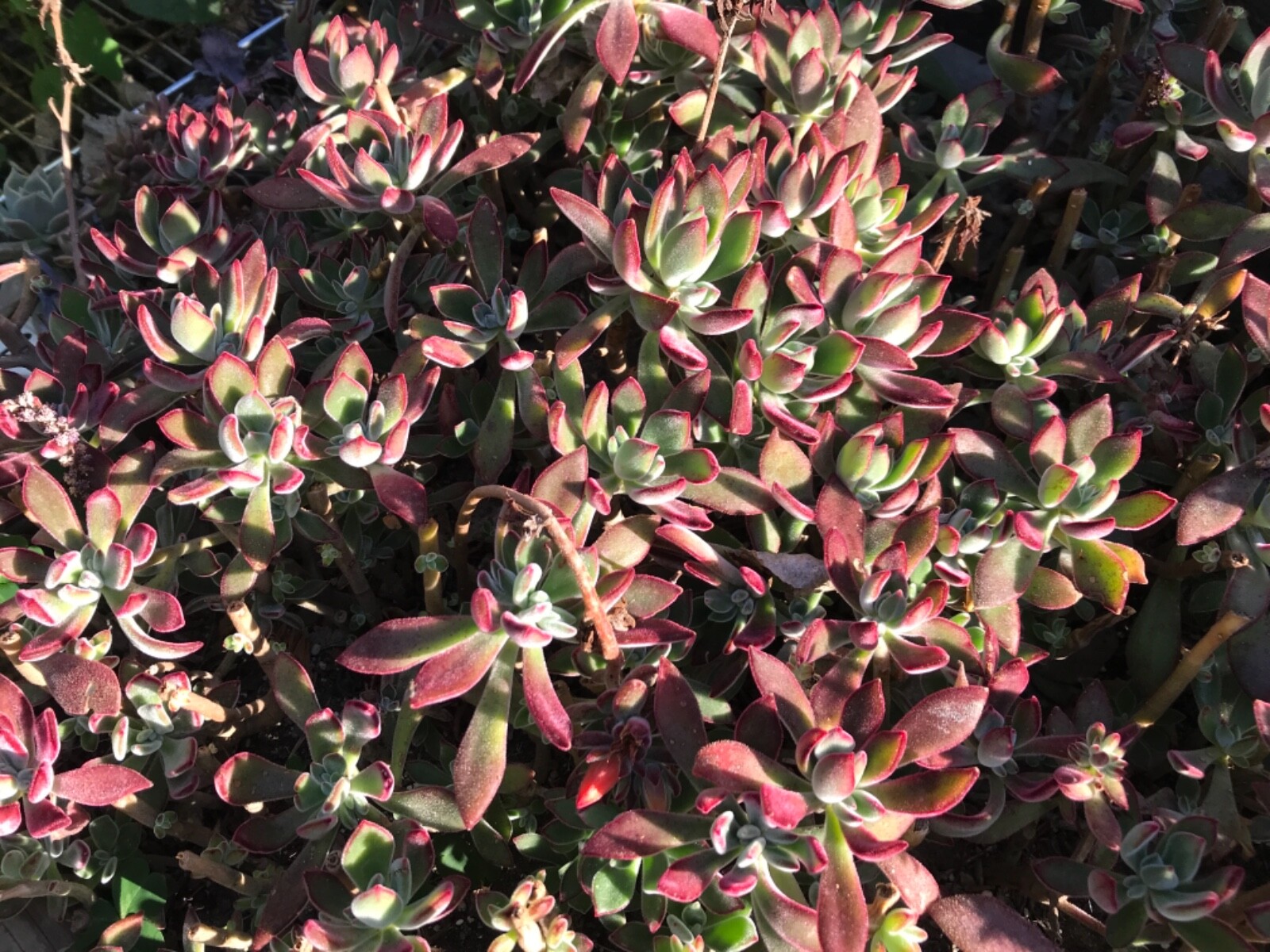 2 RARE Red Burgundy Velvet Echeveria Pulv Oliver Succulent cuttings
