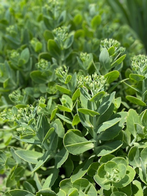 Sedum – Autumn Joy