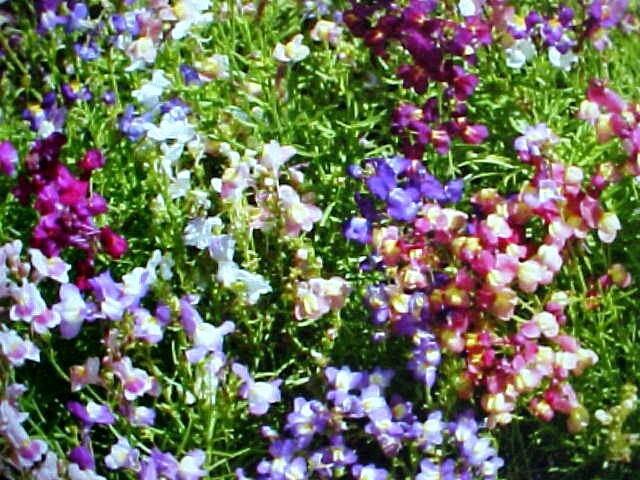 3000 “DWARF” SNAP DRAGON FLOWER SEED VIVID VARIETY MIXED COLORS SWEET FRAGRANCE