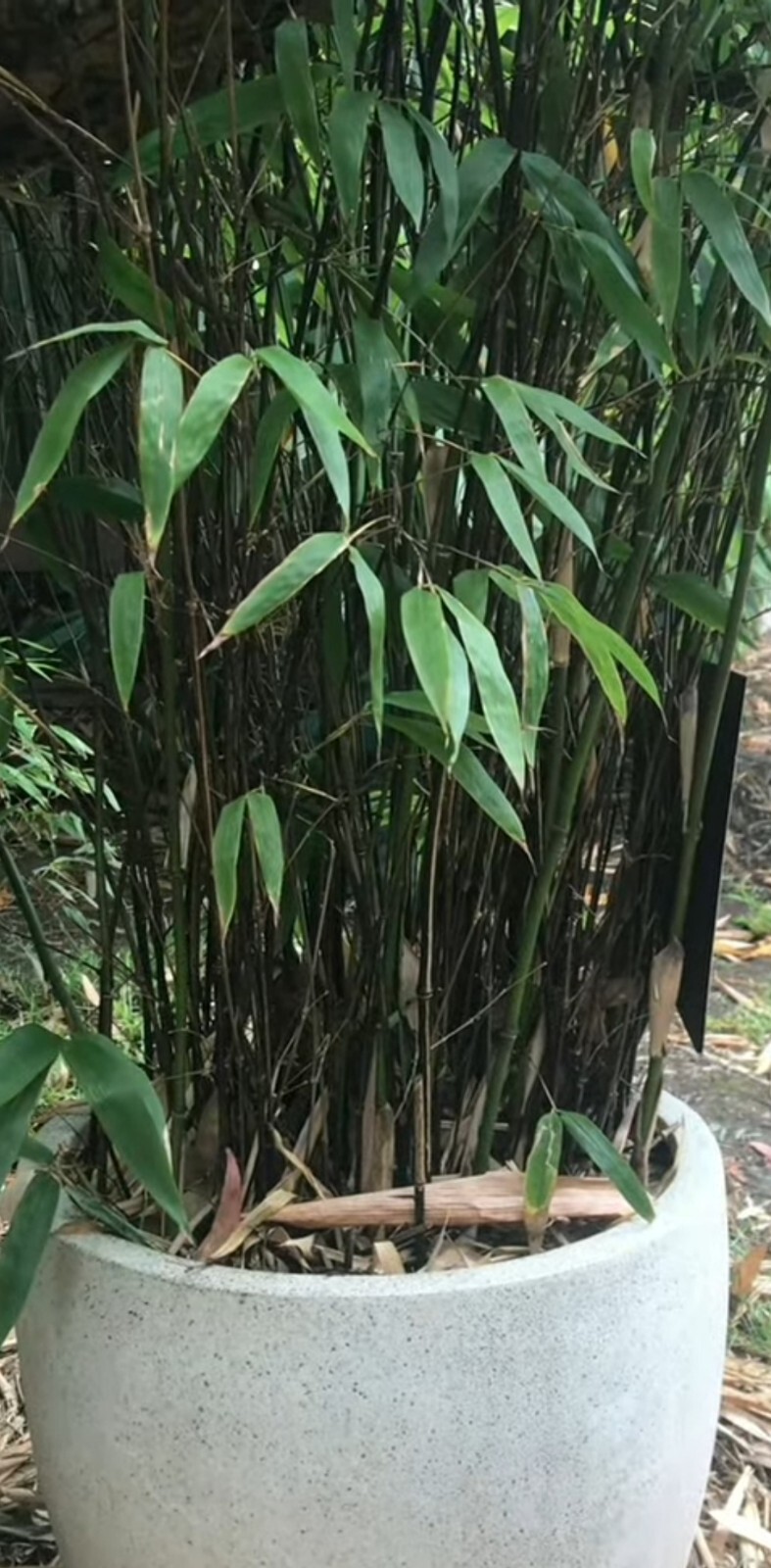 Black Bamboo True Phyllostachys Nigra Live Rhizome Bare Root Starter Plant