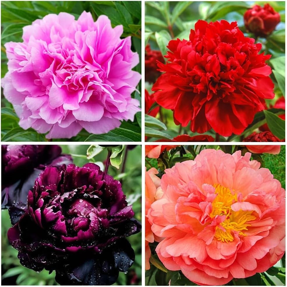 300+ Perennial Peony Flower Seeds for Planting Outdoor-Attracts Bees&Butterfl…
