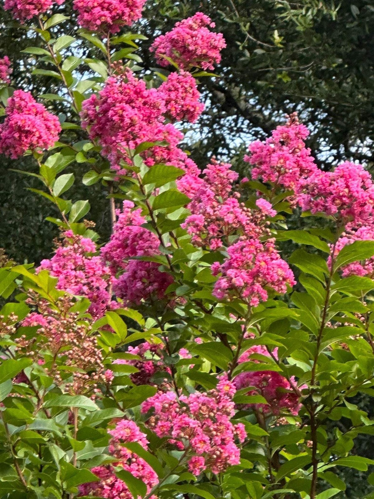 Cotton Candy Passion™ Crape Myrtle: Sweet and Vibrant Blooms