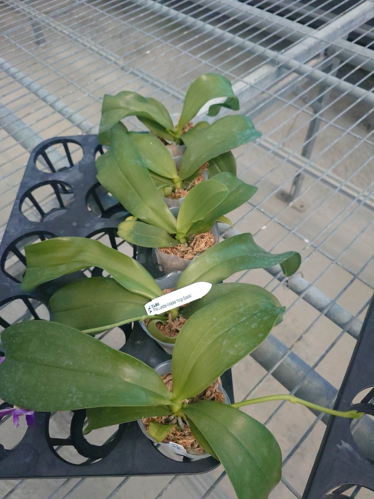 Phalaenopsis Ludde – violacea