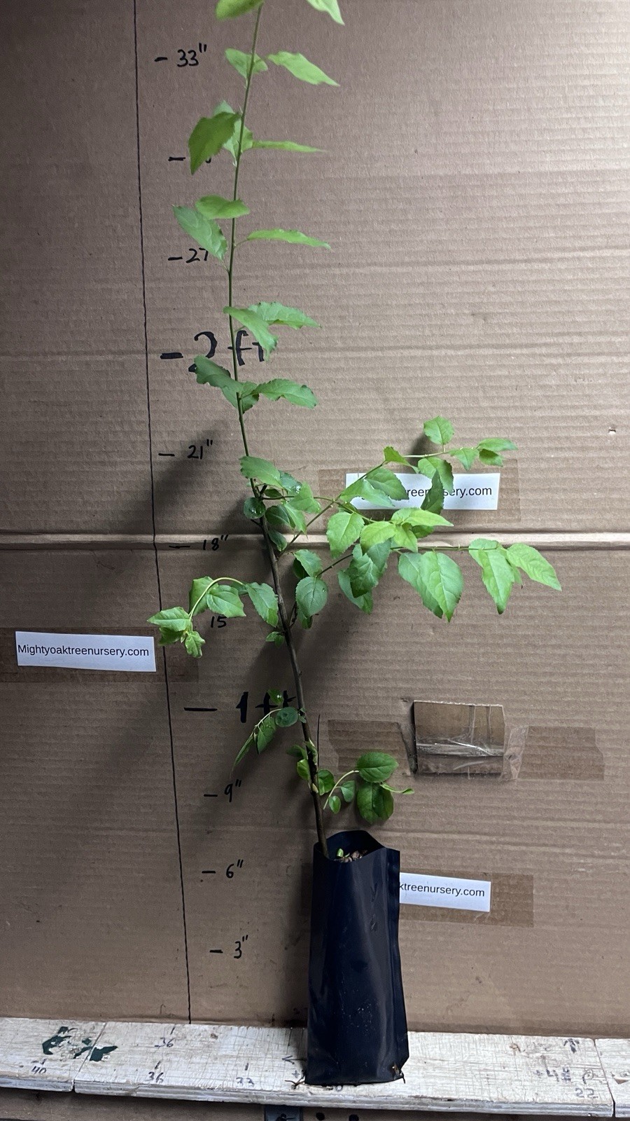 24-30″ tall Prunus cerasifera 2 year old plant, Potted cherry plum seedling