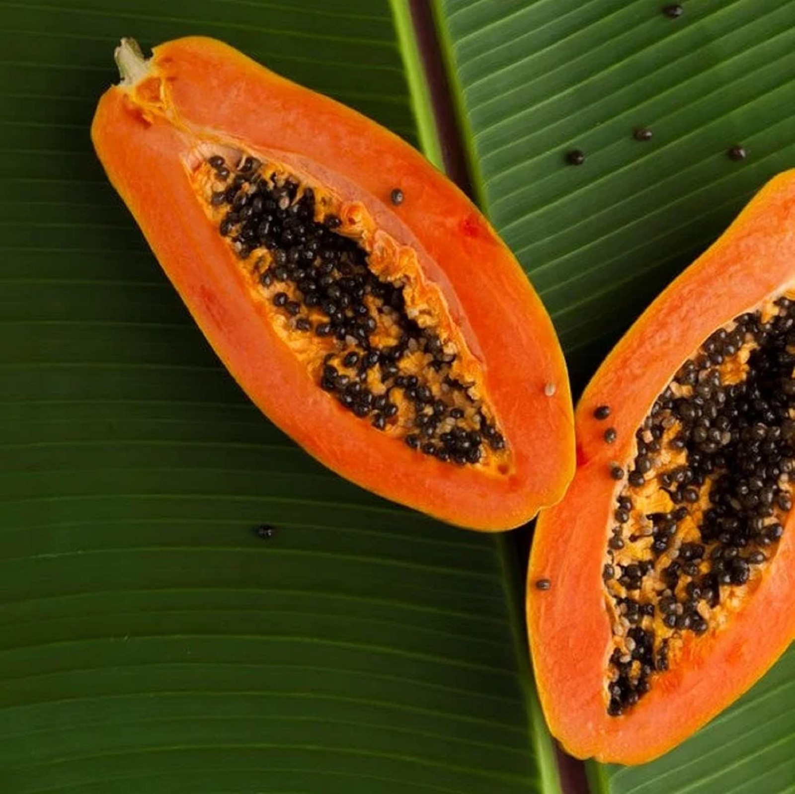Dwarf Papaya 20 Seeds Sweet Fruit Tree Gardening Grows in Just Weeks Low-Main…