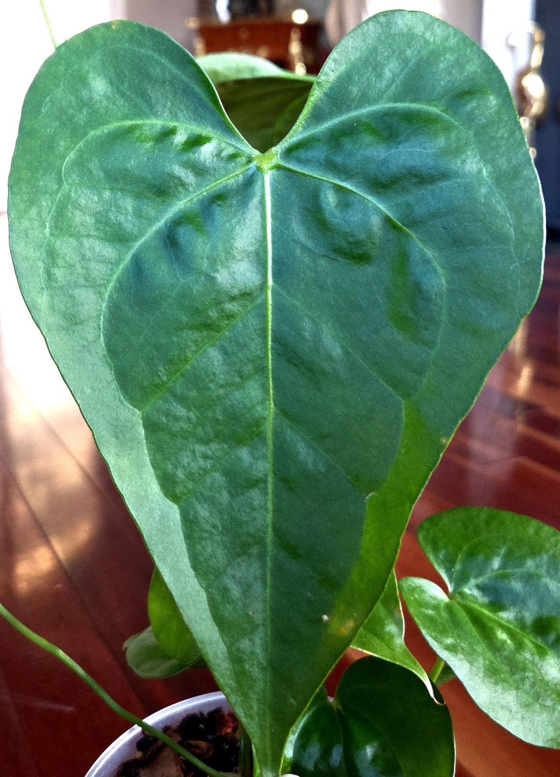 Rare Anthurium Berriozabalense X Clarinervium 22″ Tall Aroid Not Philodendron