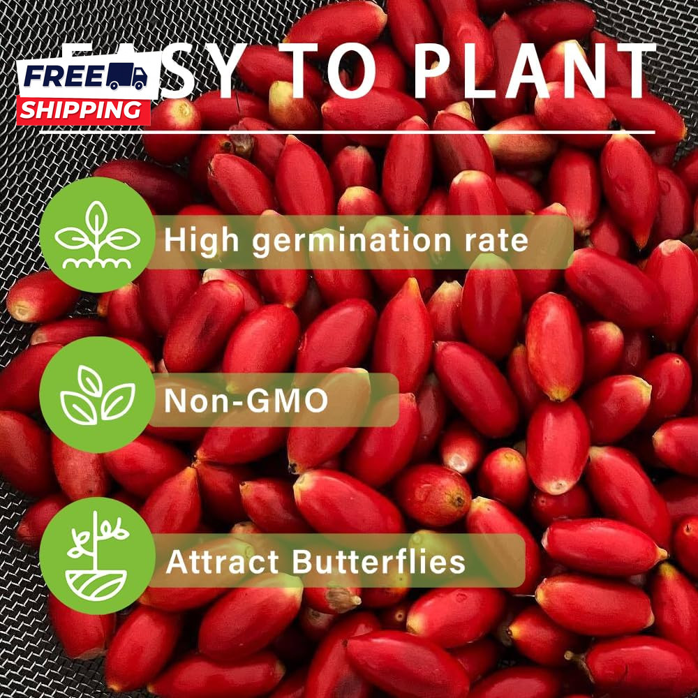 35+Tropical Miracle Berry Fruit Seed for Planting Outdoor-Edible Berries Plant Y