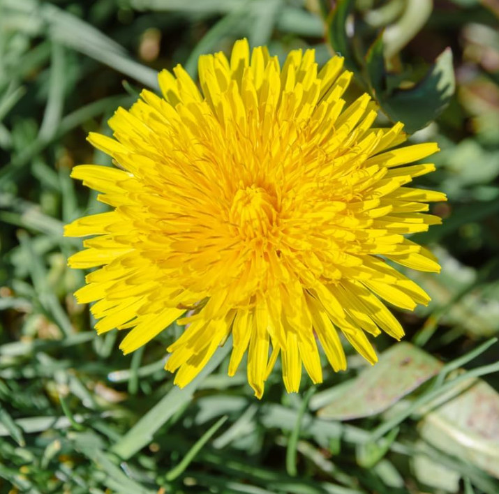 3 Live Dandelion Herb Plant – Taraxacum officinale–Edible Herbal Plant in 4″ Pot