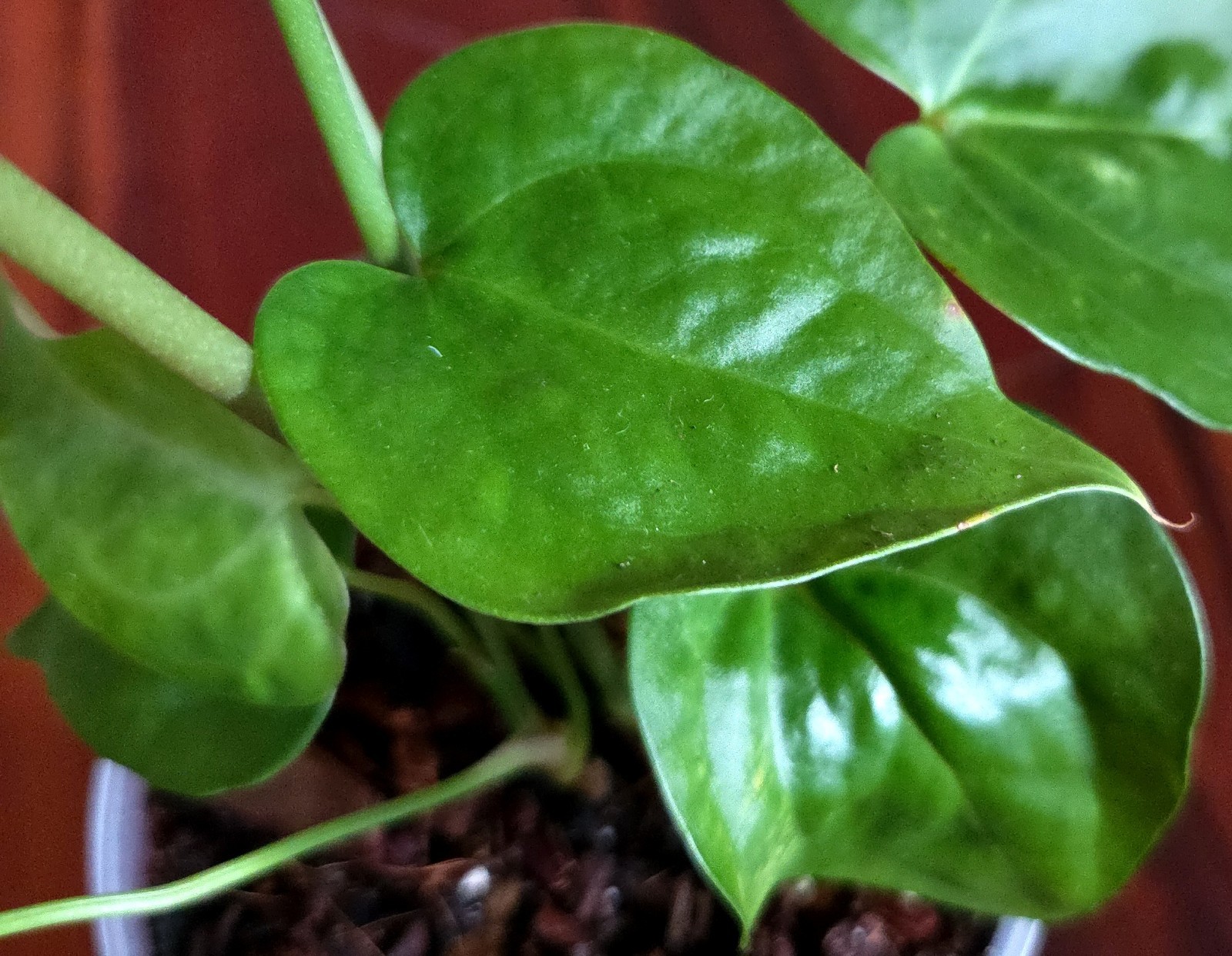 Rare Anthurium Berriozabalense X Clarinervium 22″ Tall Aroid Not Philodendron