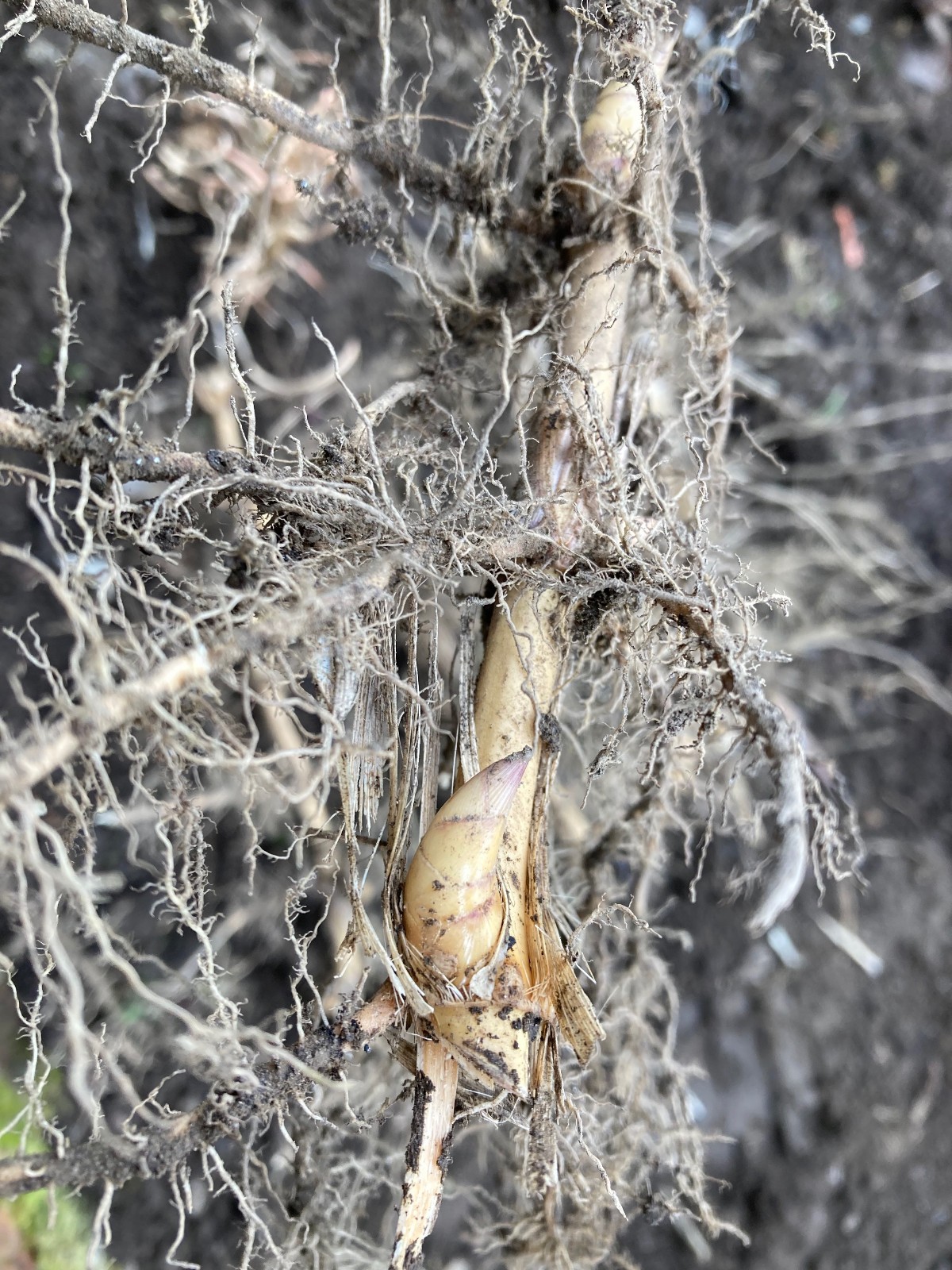 Yellow Groove Bamboo Cold Hardy Zone 5 Rhizomes 3 Ct.