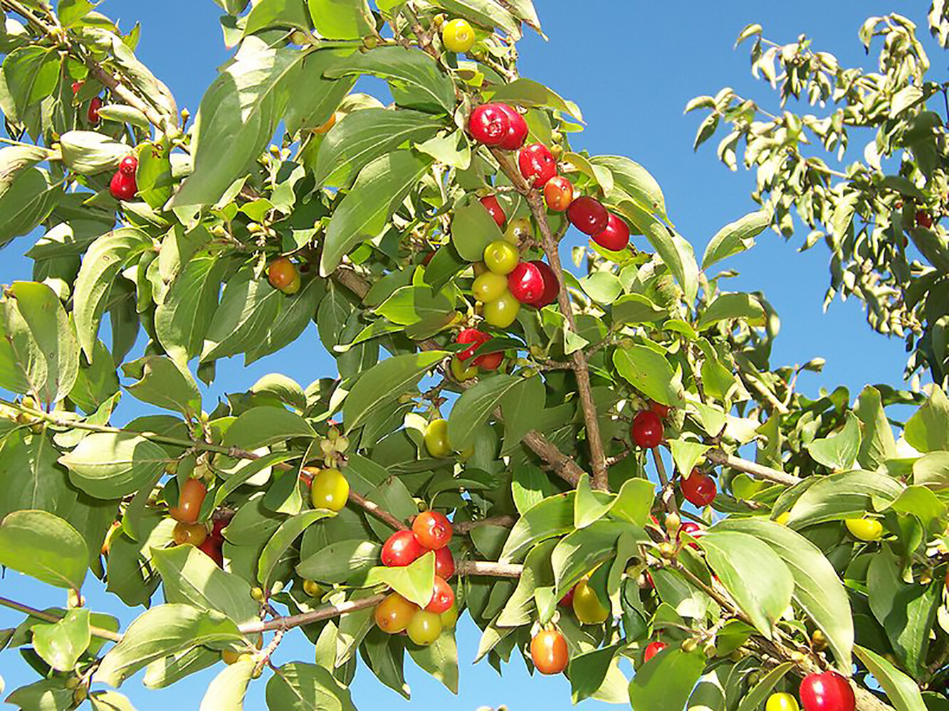 Cornelian Cherry Dogwood, Cornus mas, Tree Seeds (Edible, Hardy, Showy)