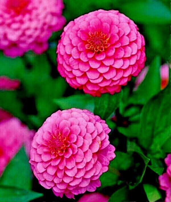 100+ PINK LUMINOSA ZINNIA SEEDS VERY PRETTY FRESH HARVEST FOR GARDENS