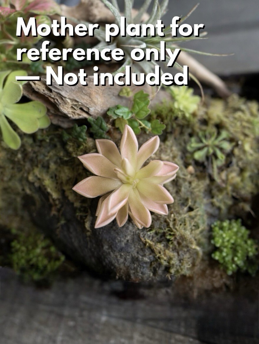 Butterwort – Pinguicula ‘Estrellita’ – Carnivorous Plant Start Propagation Kit