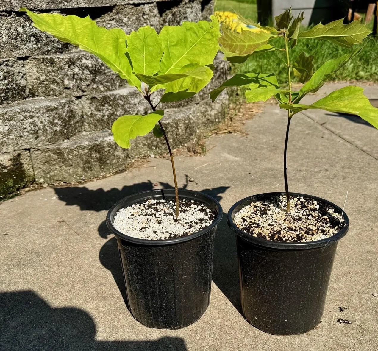 Live Red Oak Tree Seedlings 1-4 yo 6″-40″+ Tall Cold Hardy & Well Rooted Plant