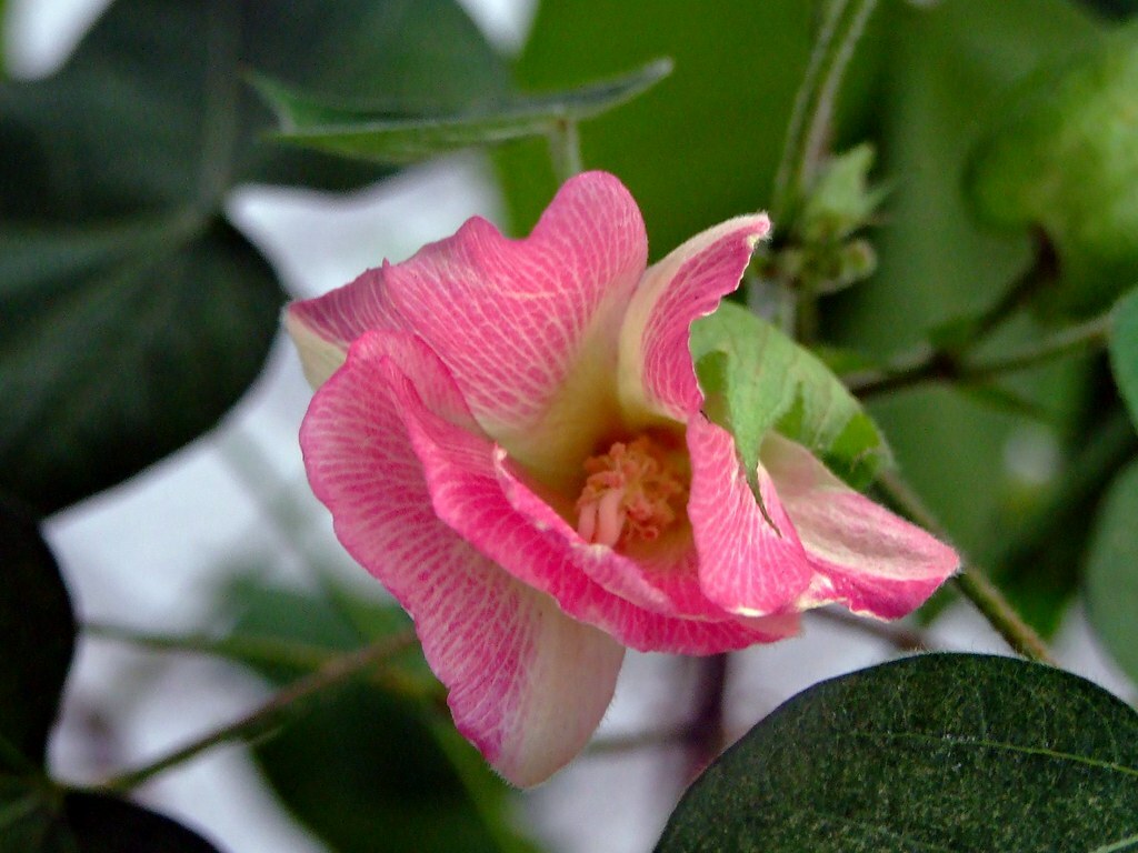 Gossypium arboreum RED FLOWERED TREE COTTON SEEDS!