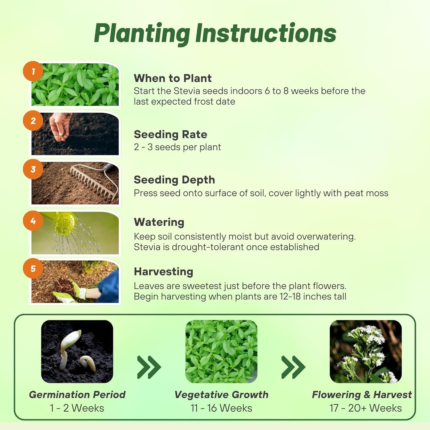 Organic Stevia Sweetleaf Seeds – 50 Pcs for Culinary Delights in Any Garden