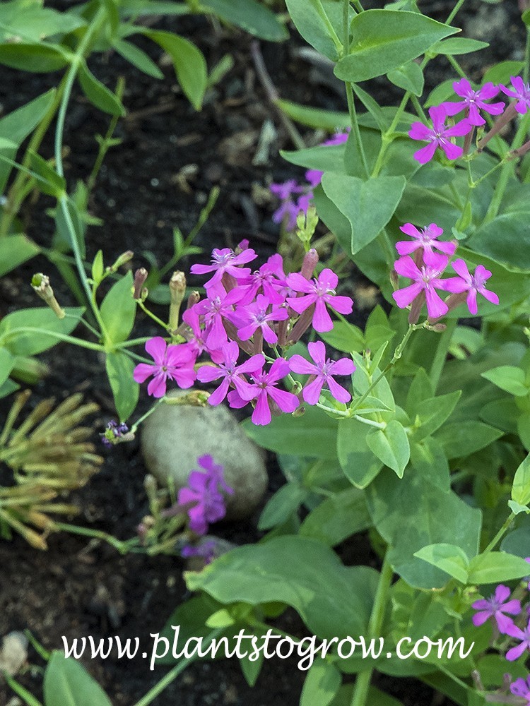 None So Pretty Catchfly Seeds (silene armeria), Sweet William Catchfly