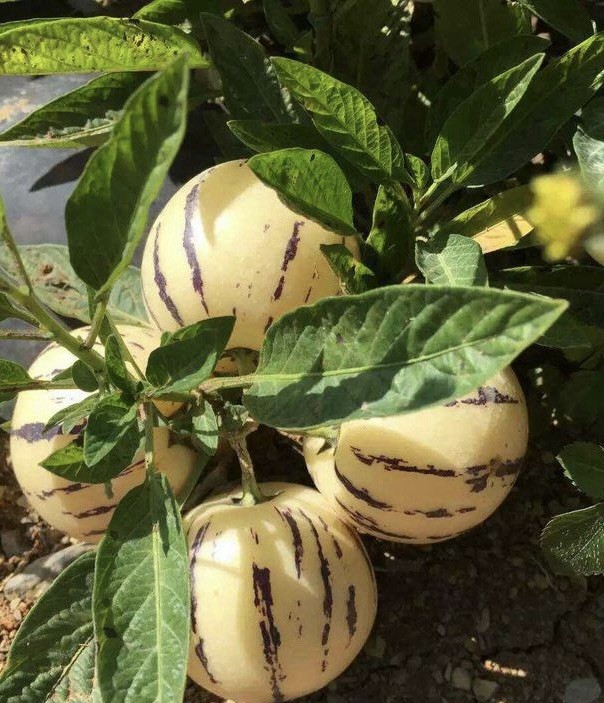 1 Pepino Melon Cutting 8” Golden Sweet Ginseng Fruit Live Plant