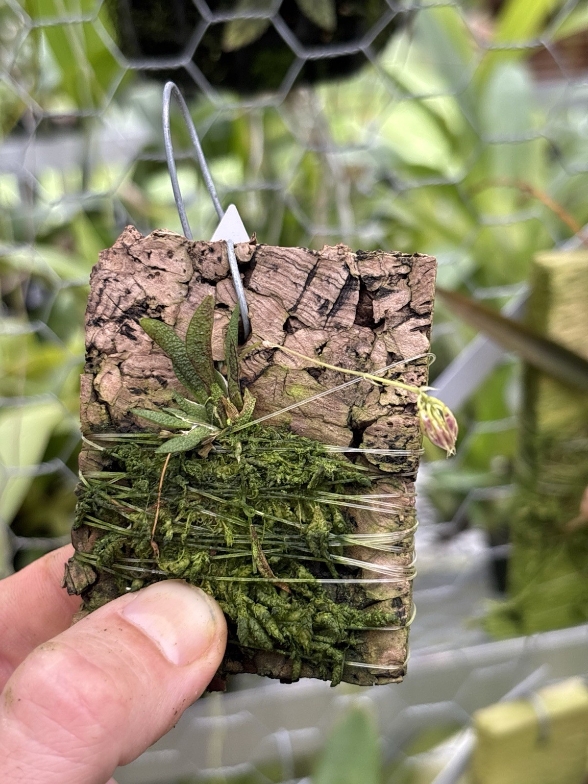 Macroclinium manabinum In SPIKE micro-miniature Orchid Species