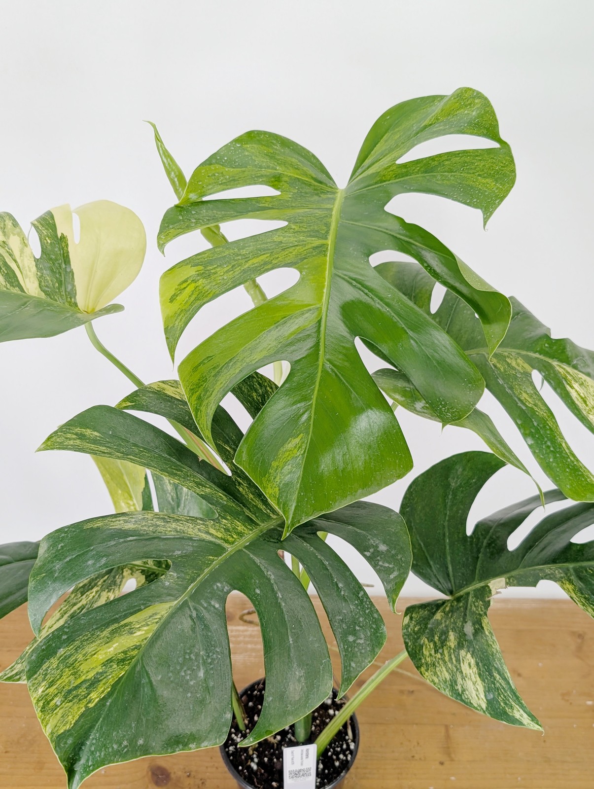 Monstera Aurea Tricolor – Approx 2ft Tall – Mature Exact Plant #26B – 6″ Pot