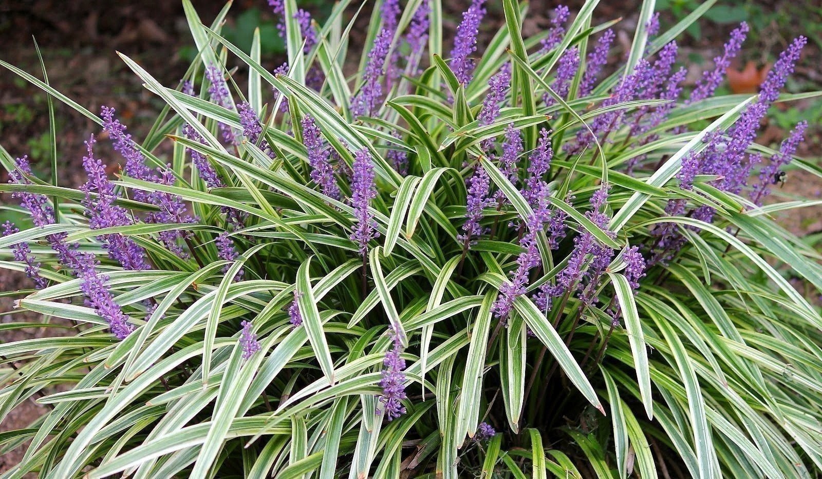 Liriope Variegated | 2 Inch | Liriope muscari | Low Maintenance | Hardy Plant